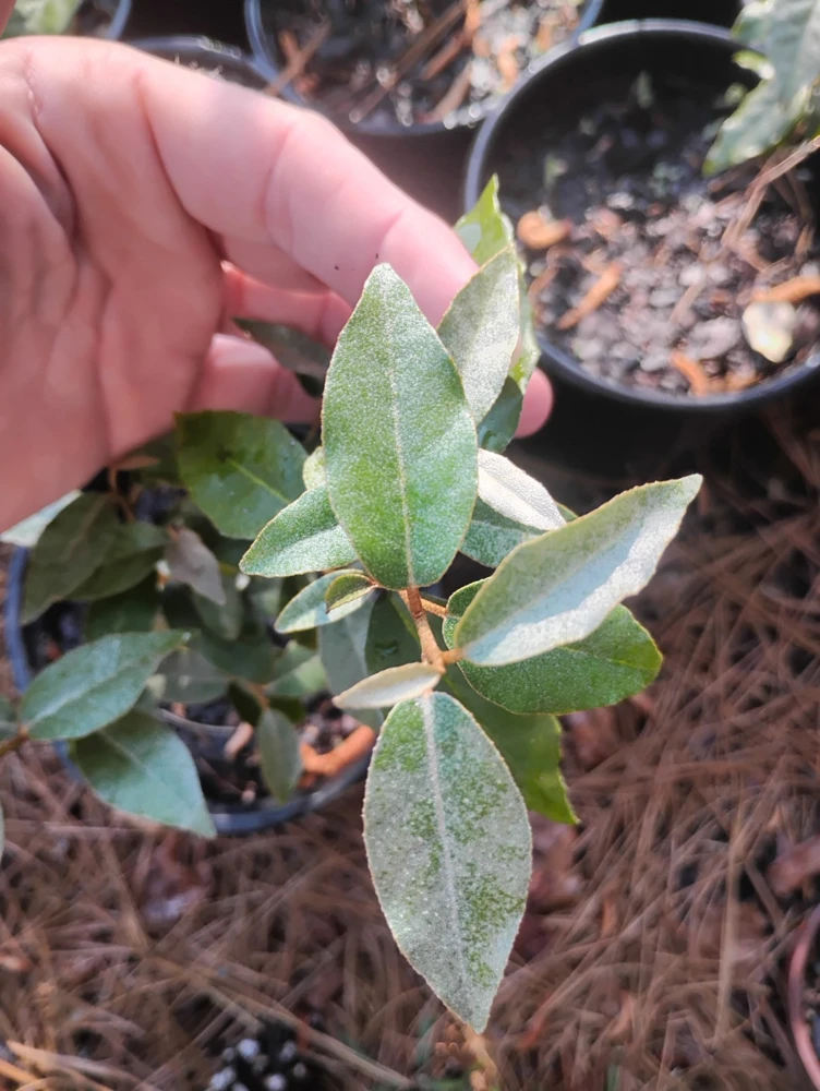 Ebbings Silverberry Shrub Live Plant – 1 Gallon Pot – Outdoor – Fast Growing - Image 1