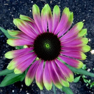 Echinacea Green Twister Coneflower Live Plant - Bi-Colored Blooms, Zones 4-9 - Image 2