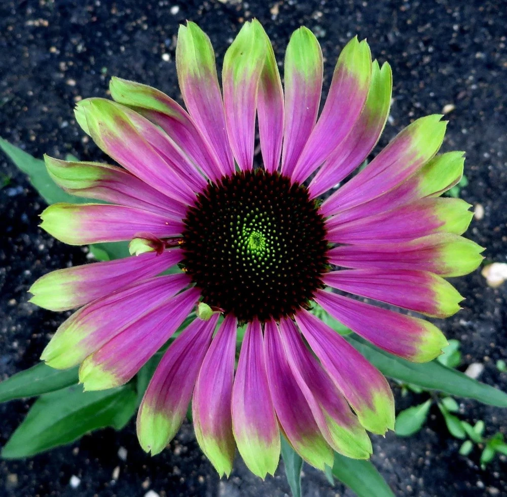 Echinacea Green Twister Coneflower Live Plant - Bi-Colored Blooms, Zones 4-9 - Image 2