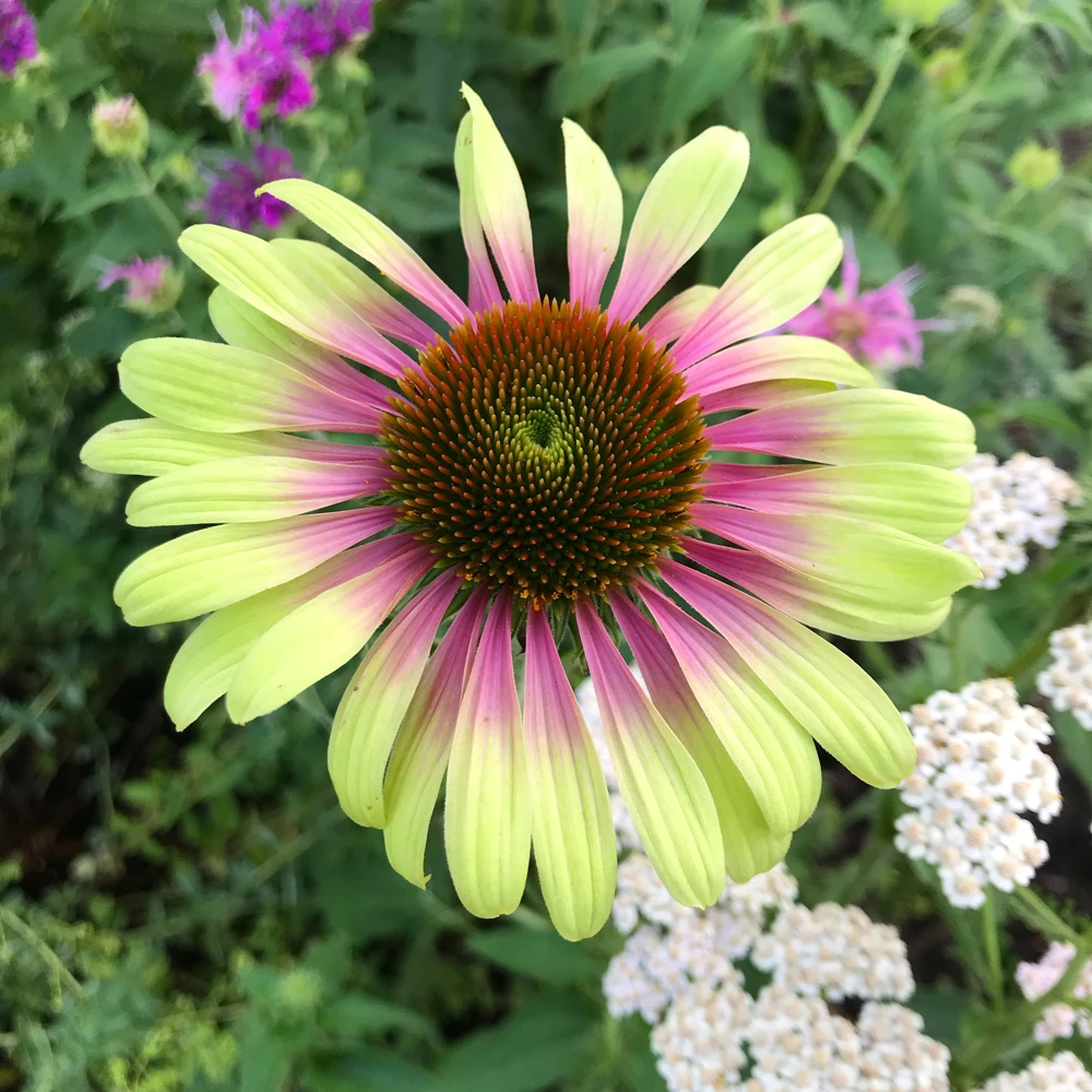 Echinacea Green Twister Coneflower Live Plant - Bi-Colored Blooms, Zones 4-9 - Image 3