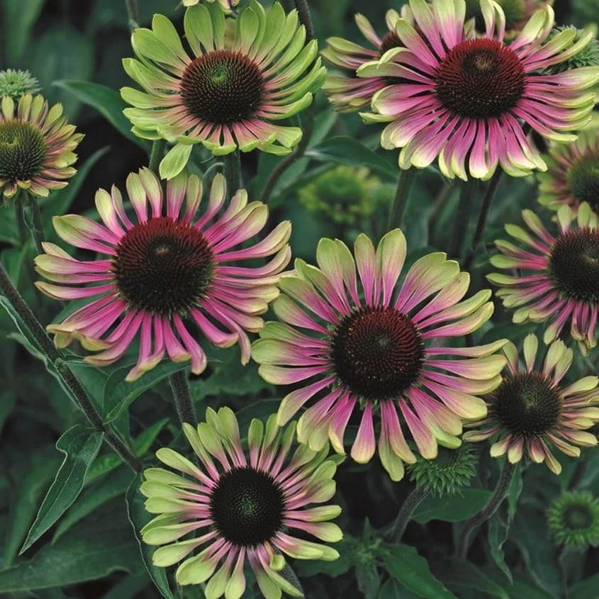 Echinacea Green Twister Coneflower Live Plant - Bi-Colored Blooms, Zones 4-9 - Image 4