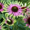 Echinacea Green Twister Coneflower Live Plant - Bi-Colored Blooms, Zones 4-9 - Image 1