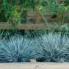 Elijah Blue Fescue Grass Live Plant - Perennial Ornamental - 1 Plant - Image 1