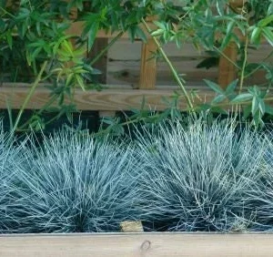 Elijah Blue Fescue Grass Live Plant - Perennial Ornamental - 1 Plant - Image 1