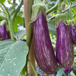 Fairy Tale Eggplant Live Plants - 2 Pack Mini Aubergine Seedlings 4-8 inches - Image 2