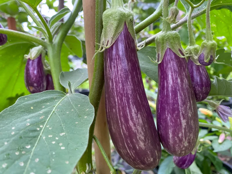 Fairy Tale Eggplant Live Plants - 2 Pack Mini Aubergine Seedlings 4-8 inches - Image 2