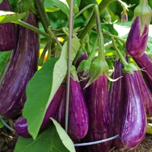 Fairy Tale Eggplant Live Plants - 2 Pack Mini Aubergine Seedlings 4-8 inches - Image 3