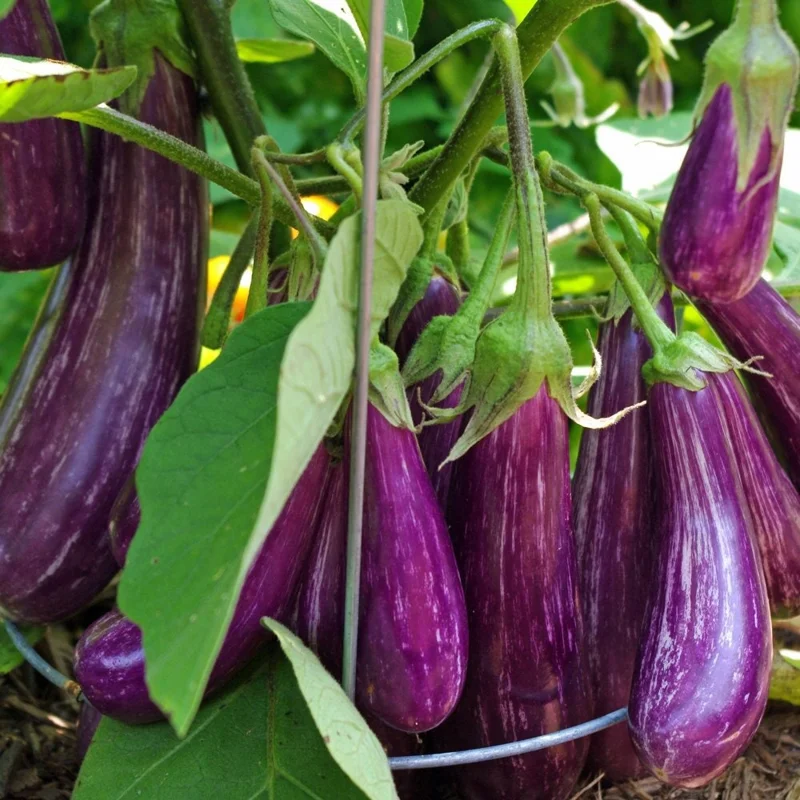 Fairy Tale Eggplant Live Plants - 2 Pack Mini Aubergine Seedlings 4-8 inches - Image 3
