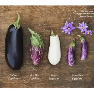 Fairy Tale Eggplant Live Plants - 2 Pack Mini Aubergine Seedlings 4-8 inches - Image 4