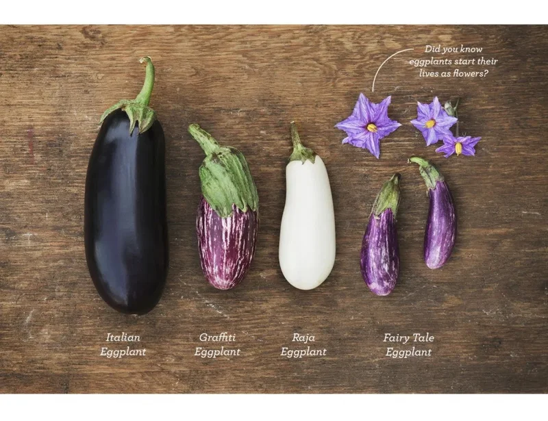 Fairy Tale Eggplant Live Plants - 2 Pack Mini Aubergine Seedlings 4-8 inches - Image 4