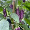 Fairy Tale Eggplant Live Plants - 2 Pack Mini Aubergine Seedlings 4-8 inches - Image 1