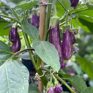 Fairy Tale Eggplant Live Plants - 2 Pack Mini Aubergine Seedlings 4-8 inches - Image 1