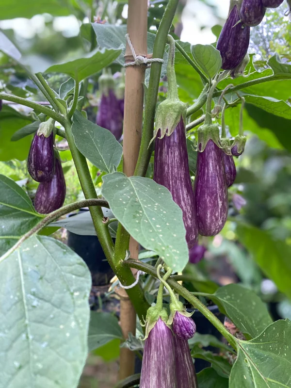 Fairy Tale Eggplant Live Plants - 2 Pack Mini Aubergine Seedlings 4-8 inches - Image 1