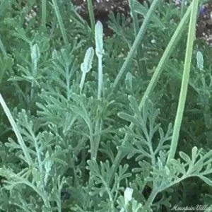 Fern Leaf Lavender Live Plant - 6-11 inch Herb Seedlings for Garden - Image 2