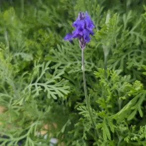 Fern Leaf Lavender Live Plant - 6-11 inch Herb Seedlings for Garden - Image 3