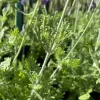 Fern Leaf Lavender Live Plant - 6-11 inch Herb Seedlings for Garden - Image 1