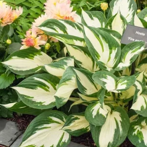 Fire and Ice Hosta Live Plant Perennial - Bold Foliage, Fragrant Flowers, Zones 3-9 - Image 2