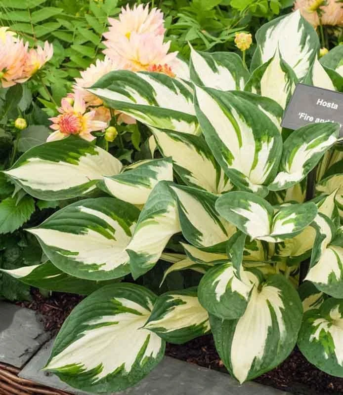 Fire and Ice Hosta Live Plant Perennial - Bold Foliage, Fragrant Flowers, Zones 3-9 - Image 2