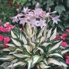 Fire and Ice Hosta Live Plant Perennial - Bold Foliage, Fragrant Flowers, Zones 3-9 - Image 1