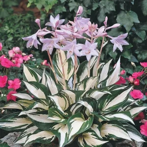 Fire and Ice Hosta Live Plant Perennial - Bold Foliage, Fragrant Flowers, Zones 3-9 - Image 1