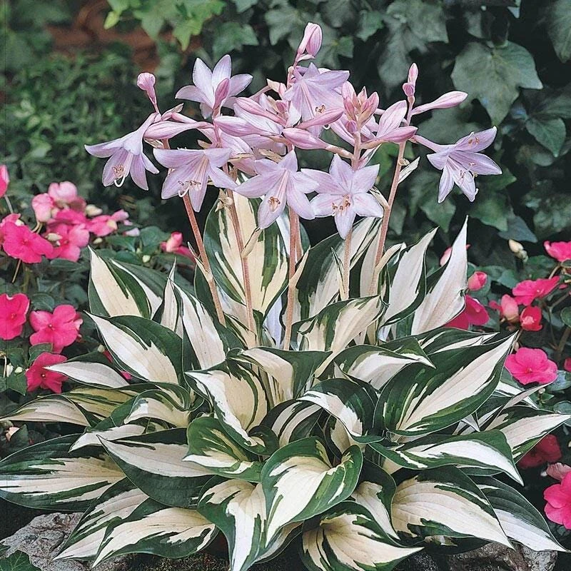 Fire and Ice Hosta Live Plant Perennial - Bold Foliage, Fragrant Flowers, Zones 3-9 - Image 1