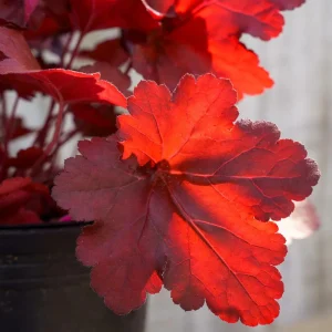 Fire Chief Heuchera Live Plant – Vibrant Red Coral Bells Perennial – USDA Zones 4-9 - Image 2