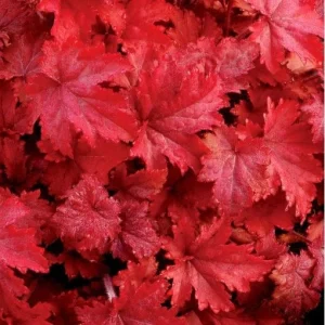 Fire Chief Heuchera Live Plant – Vibrant Red Coral Bells Perennial – USDA Zones 4-9 - Image 1