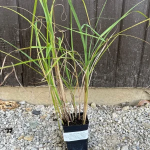 Fire Dragon Grass Live Plant - sinensis Perennial Ornamental Grass 1 Plant - Image 2