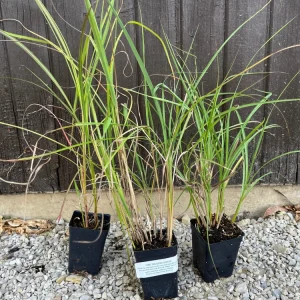 Fire Dragon Grass Live Plant - sinensis Perennial Ornamental Grass 1 Plant - Image 3