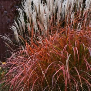 Fire Dragon Grass Live Plant - sinensis Perennial Ornamental Grass 1 Plant - Image 4