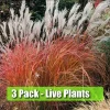 Fire Dragon Grass Live Plant - sinensis Perennial Ornamental Grass 1 Plant - Image 1
