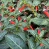 Firecracker Vermillion Cuphea Live Plant – 6-12 inch Blooming Flower Plant - Image 1