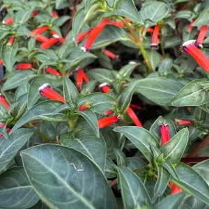 Firecracker Vermillion Cuphea Live Plant – 6-12 inch Blooming Flower Plant - Image 1