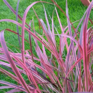 Fireworks Grass Live Plant - Pennisetum setaceum Rubrum Perennial - 3-4' Tall - Image 2