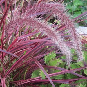 Fireworks Grass Live Plant - Pennisetum setaceum Rubrum Perennial - 3-4' Tall - Image 3