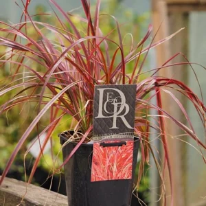 Fireworks Grass Live Plant - Pennisetum setaceum Rubrum Perennial - 3-4' Tall - Image 4