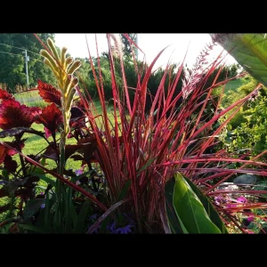 Fireworks Grass Live Plant - Pennisetum setaceum Rubrum Perennial - 3-4' Tall - Image 5