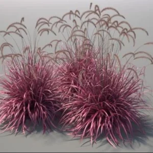 Fireworks Grass Live Plant - Pennisetum setaceum Rubrum Perennial - 3-4' Tall - Image 1