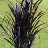 First Knight Pennisetum Grass Live Plant - Black Ornamental Perennial, 4-5' Tall - Image 1
