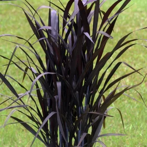 First Knight Pennisetum Grass Live Plant - Black Ornamental Perennial, 4-5' Tall - Image 1