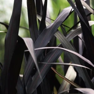 First Knight Pennisetum Grass Live Plant - Black Ornamental Perennial, 4-5' Tall - Image 2