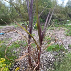 First Knight Pennisetum Grass Live Plant - Black Ornamental Perennial, 4-5' Tall - Image 3