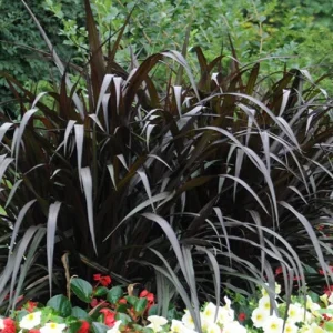 First Knight Pennisetum Grass Live Plant - Black Ornamental Perennial, 4-5' Tall - Image 4