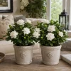 Frostproof Jasmine Live Plant 2-Pack, Fragrant White Flowering Vine, 4-6 Inch Tall, Outdoor USDA Zones 7-11 - Image 1