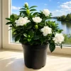 Frostproof Jasmine Live Plant - Fragrant White Flowers, 4-6 Inches Tall, Outdoor Vine - Image 1
