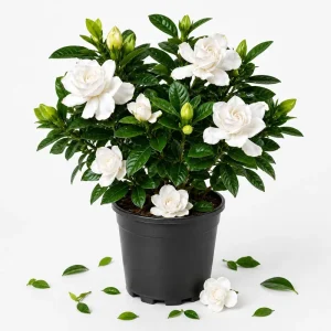 Frostproof Jasmine Live Plant - Fragrant White Flowering Vine, 4-6 Inch Tall - Image 1
