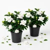 Frostproof Jasmine Live Plant Set, 2 Pack, Fragrant White Flowering Vine, 4-6 Inch Tall, Outdoor - Image 1