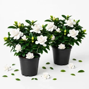 Frostproof Jasmine Live Plant Set, 2 Pack, Fragrant White Flowering Vine, 4-6 Inch Tall, Outdoor - Image 1