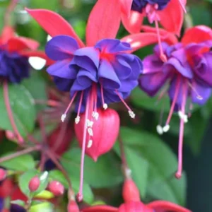 Fuchsia 'Blue Eyes' Live Plant - Black Purple & Pink Flowers for Hanging Baskets, Hardiness Zones 7-10 - Image 2