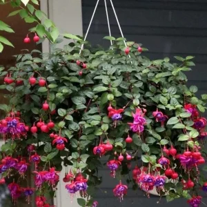Fuchsia Dark Eyes Live Plant - Dark Purple & Pink Flowers - Hanging Basket - Image 3